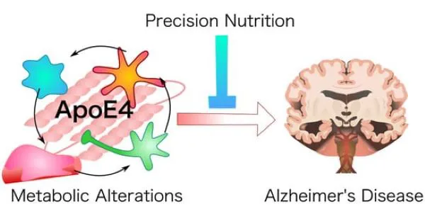 APOE4 được xem là một trong những yếu tố gen có liên quan mạnh mẽ đến bệnh Alzheimer
