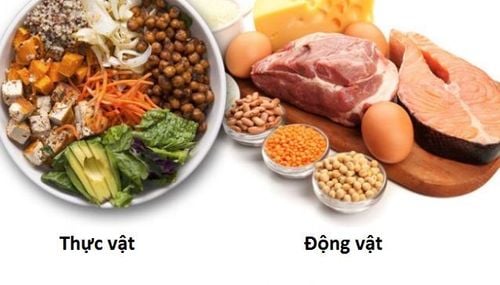 Đạm thực vật và đạm động vật